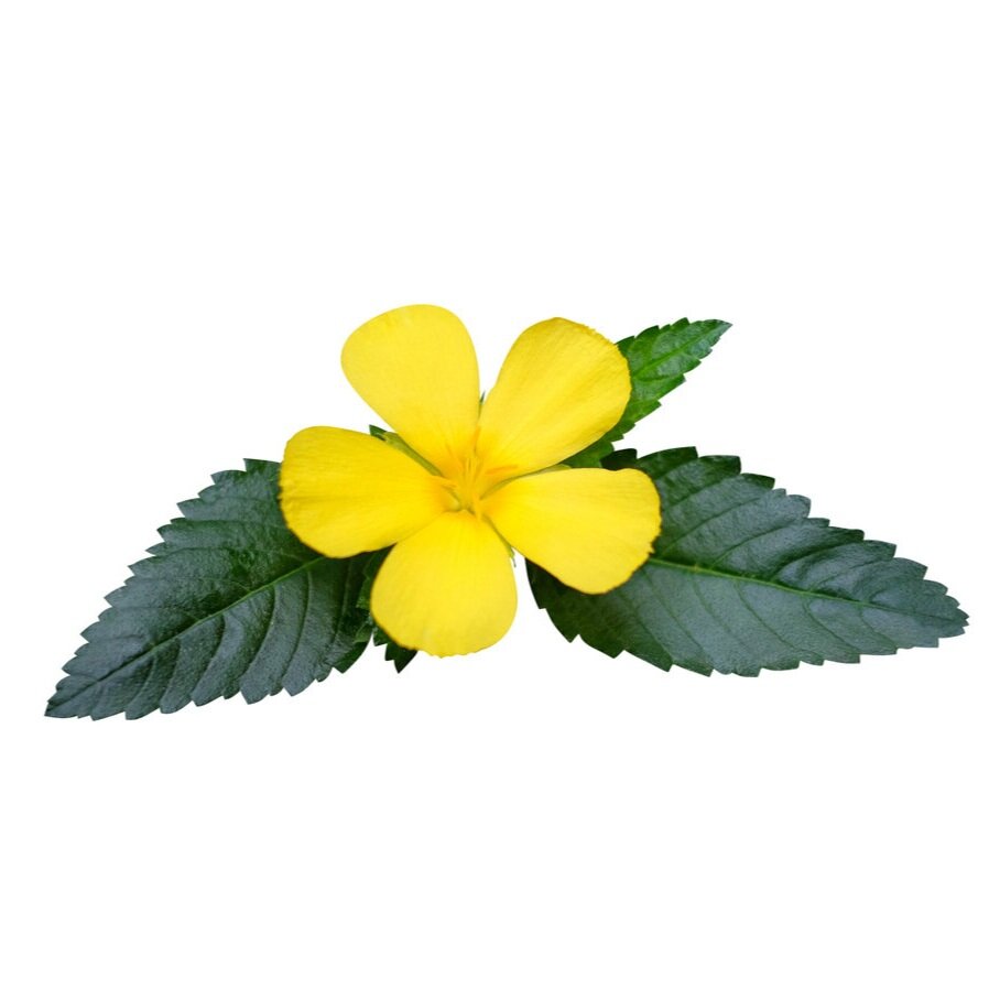 Damiana Aphrodisiaca Extract