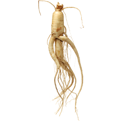 Korean Ginseng Extract